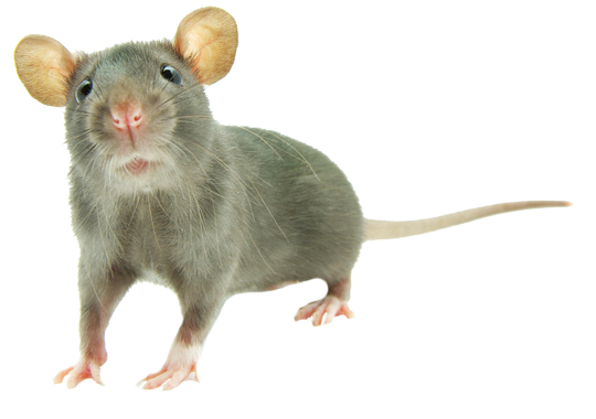 Dedetização de Ratos na Vila Joaniza