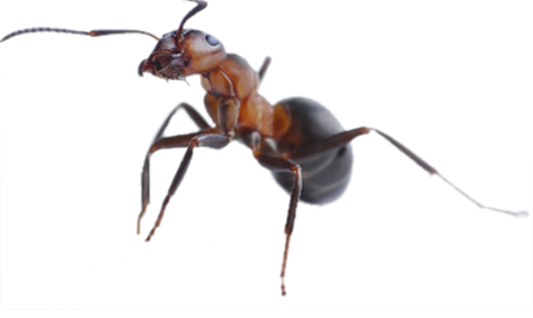 Dedetização de Formigas em Jurubatuba