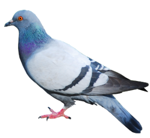 Dedetização de pombos no Jabaquara
